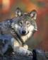 Lobo7922's picture