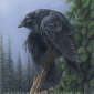 Nocterna's picture