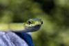 geckopirateship's picture